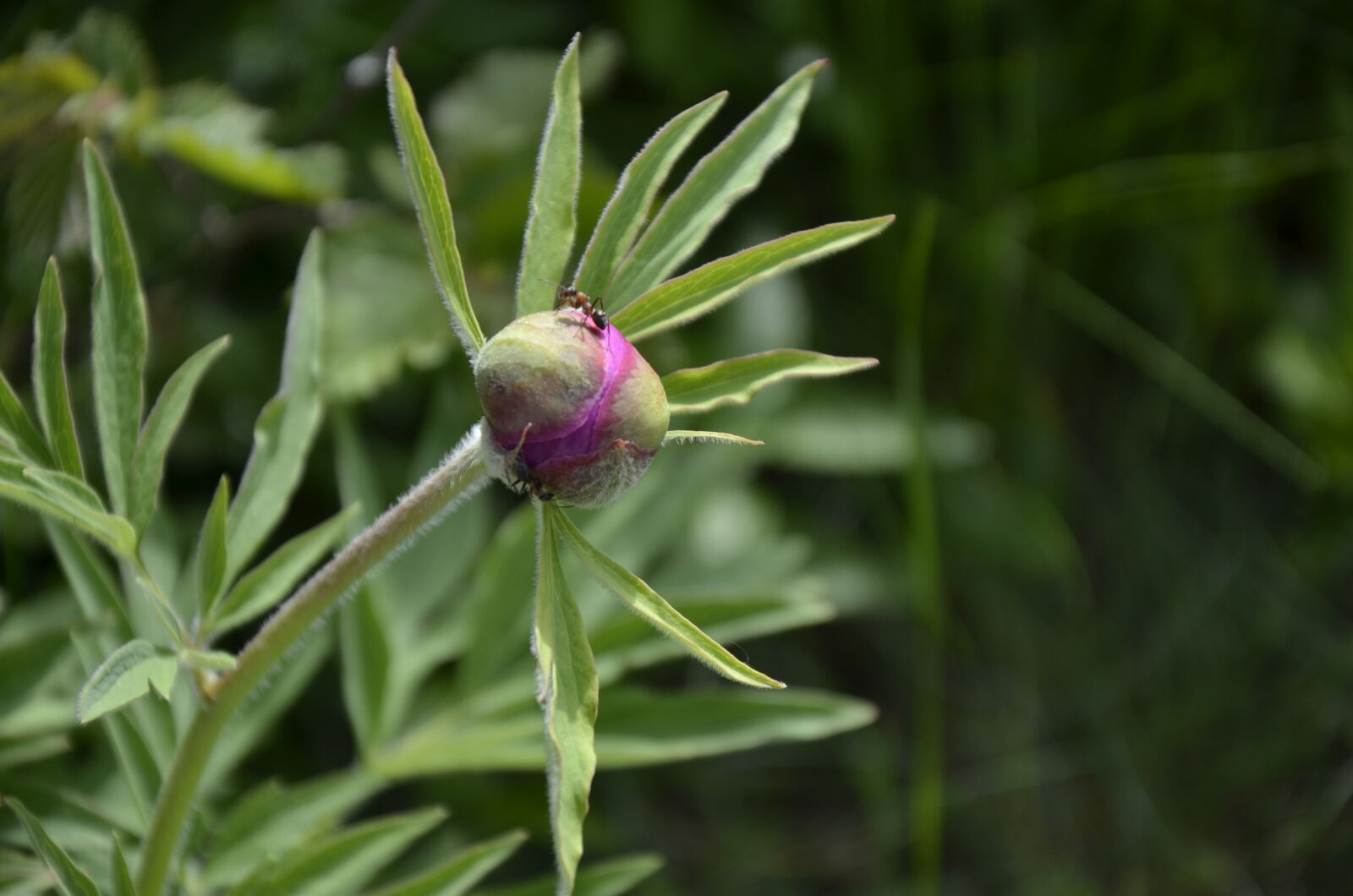 Nikon D7000 sample photo. Peony, button peony, flower photography