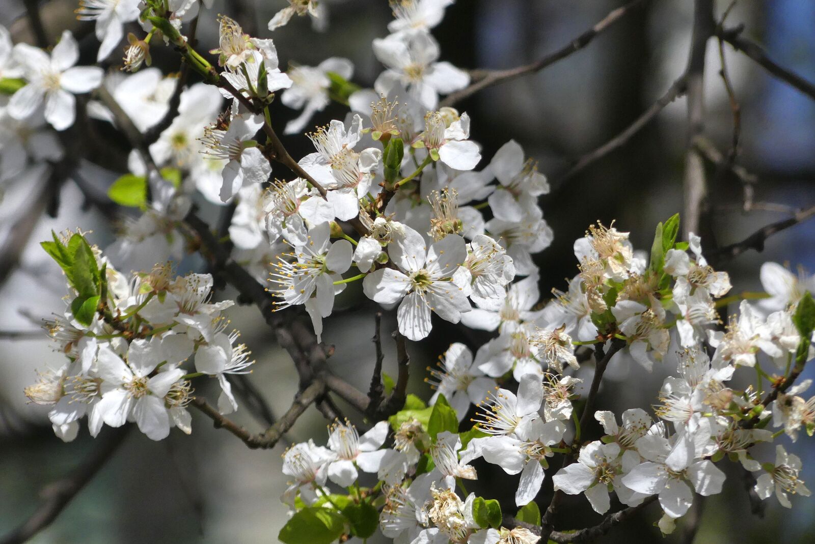 Panasonic Lumix DMC-FZ300 sample photo. Spring, flowers, flowering photography