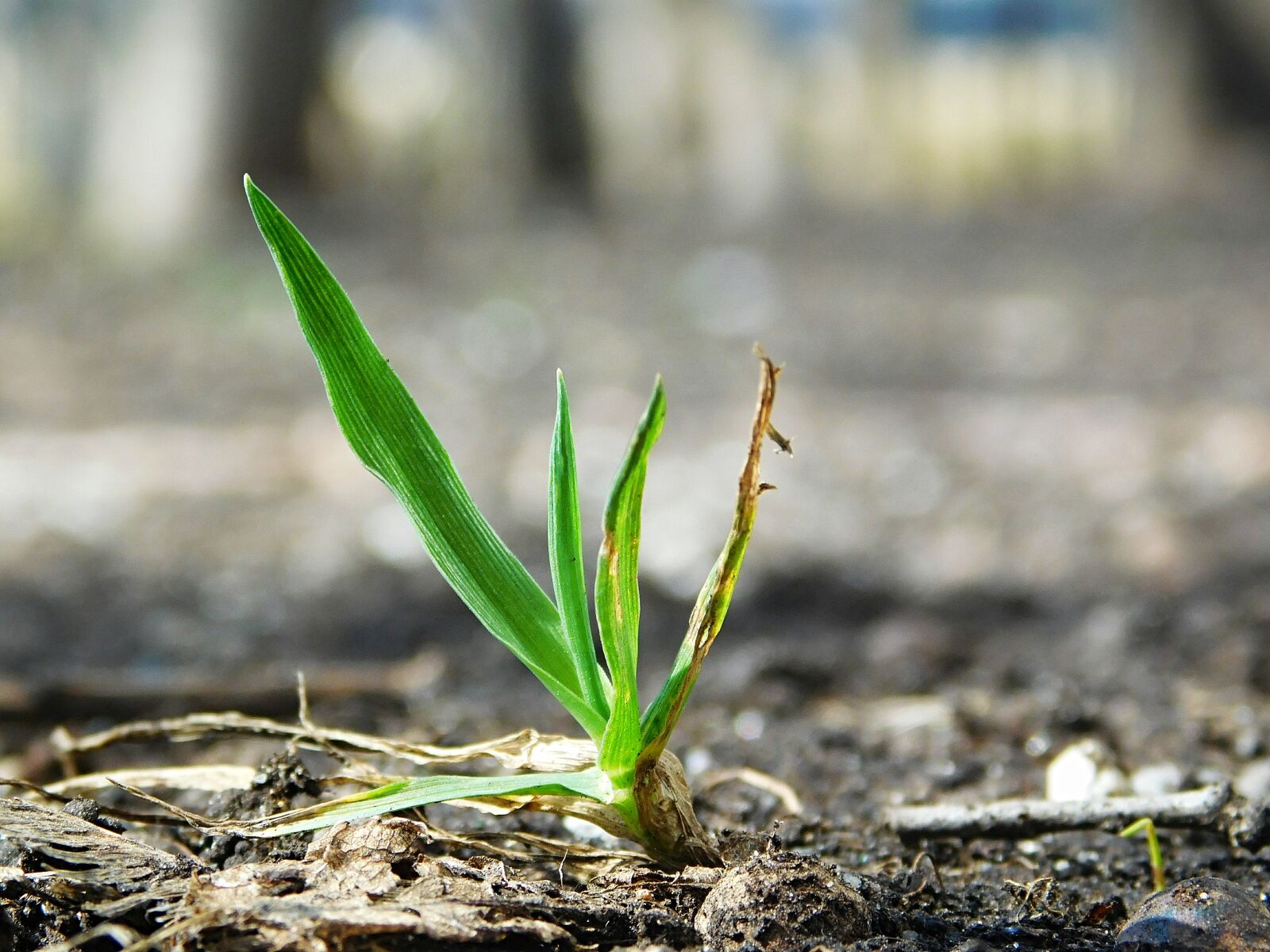 Nikon Coolpix L840 sample photo. Nature, spring, grass photography