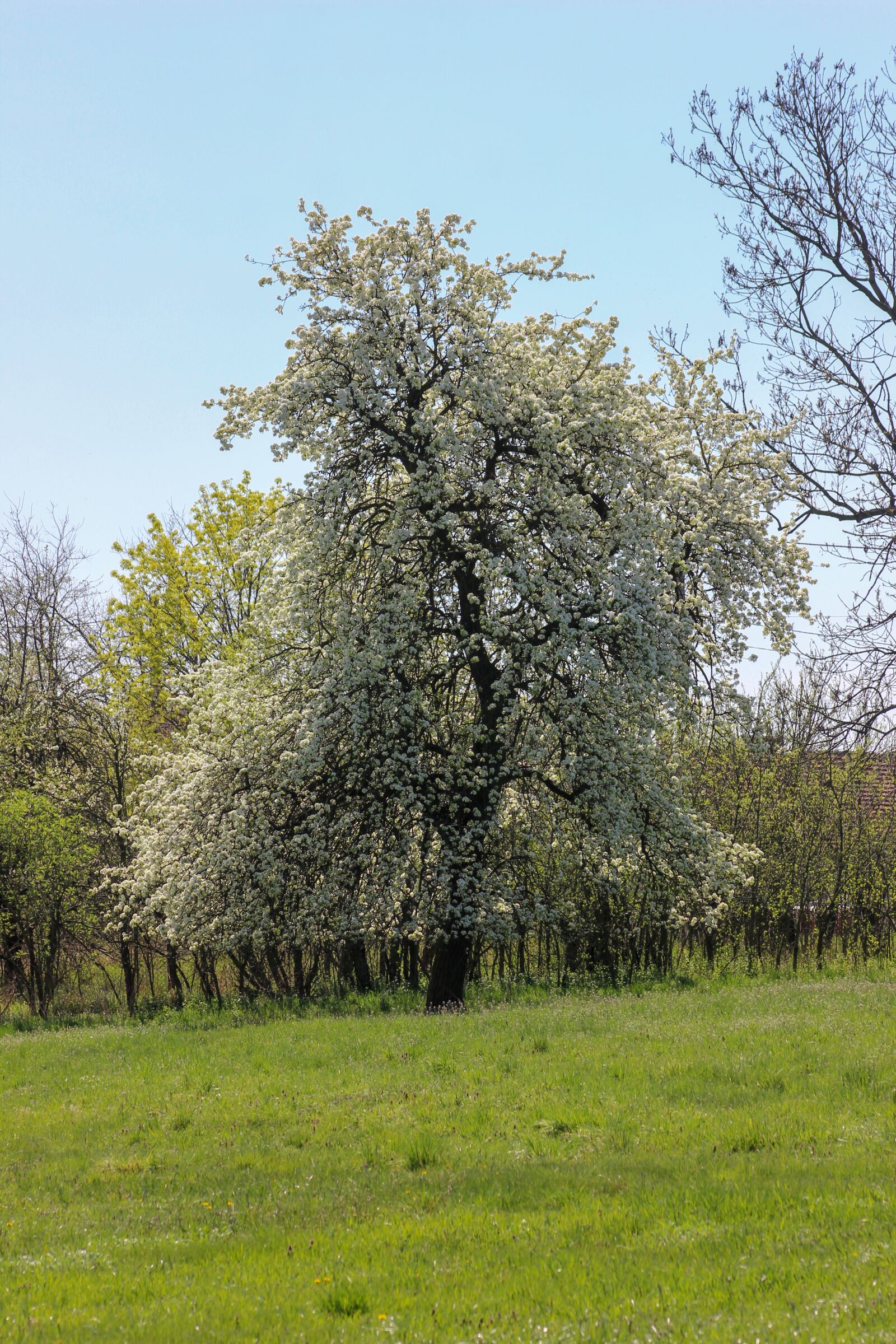 Canon EF75-300mm f/4-5.6 sample photo. Tree, spring, flowers photography