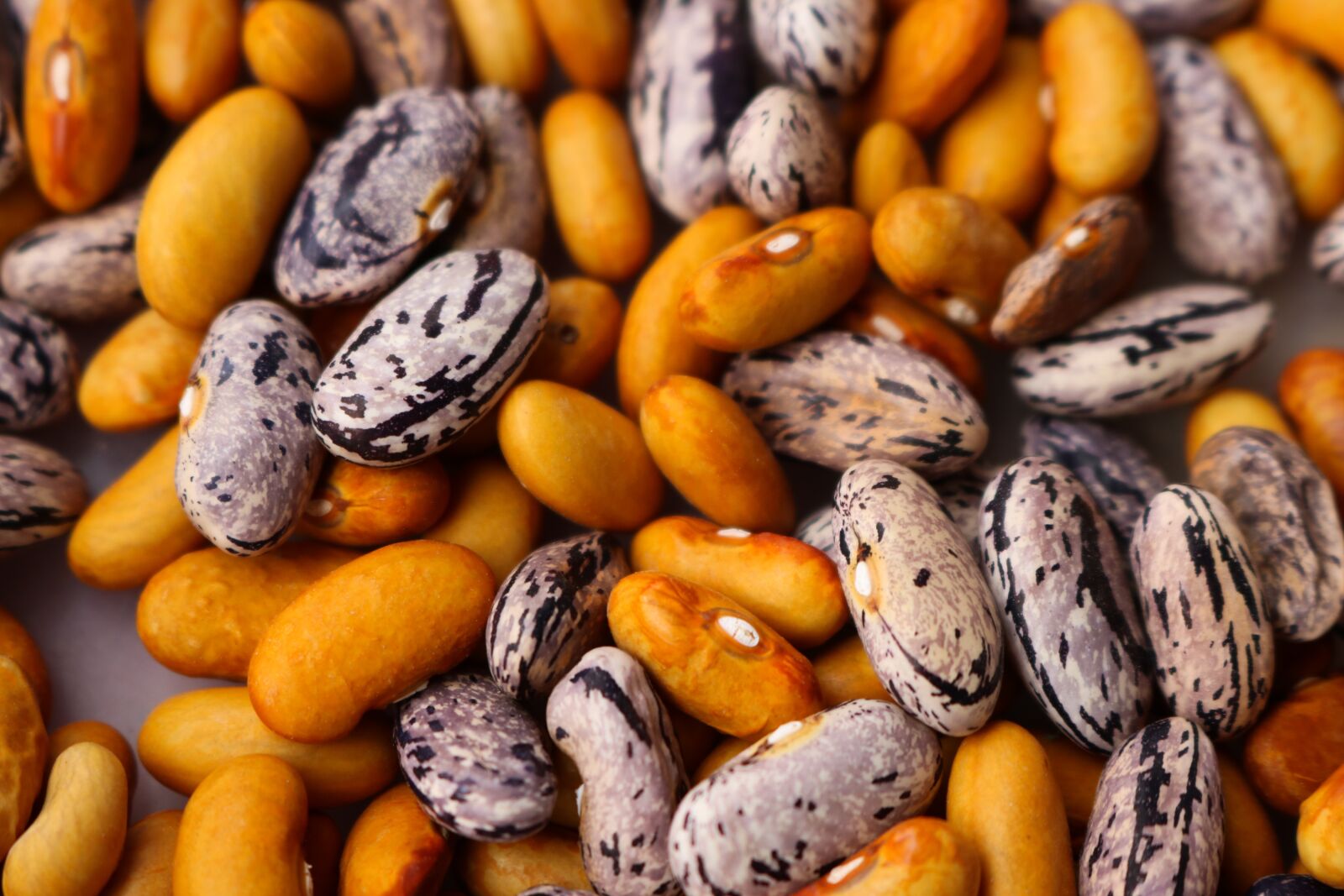 Canon EOS 750D (EOS Rebel T6i / EOS Kiss X8i) sample photo. Beans, haricot, dry photography
