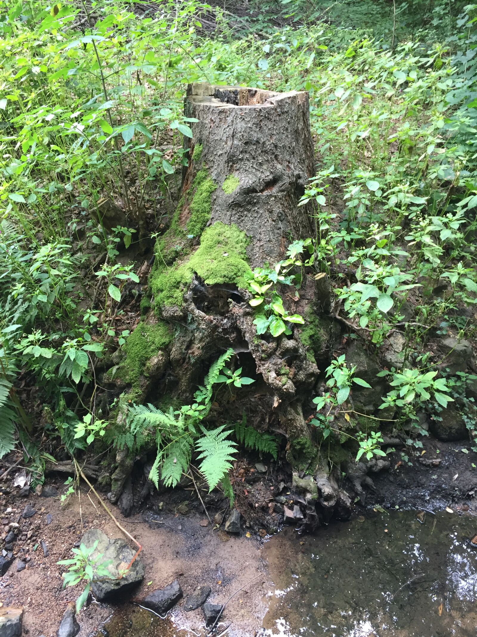iPhone 6 back camera 4.15mm f/2.2 sample photo. Tree, green, forest photography