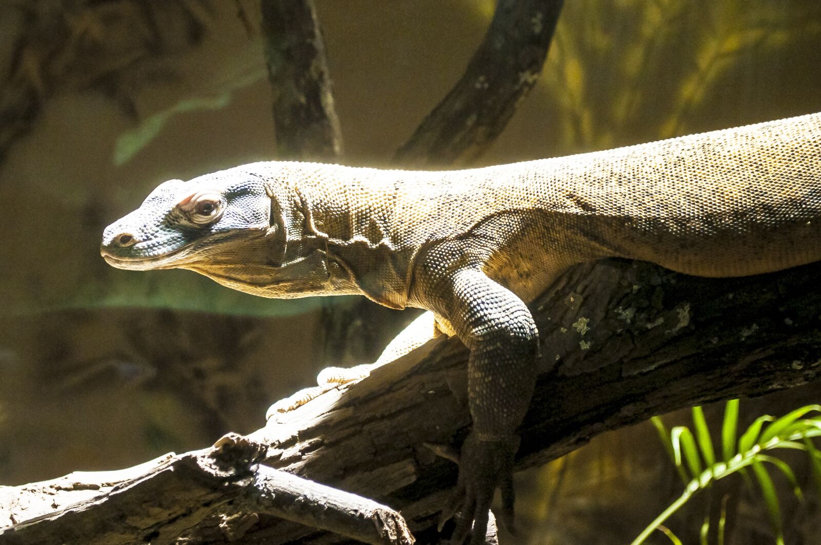 Nikon D5000 sample photo. Reptile, zoo, animal photography