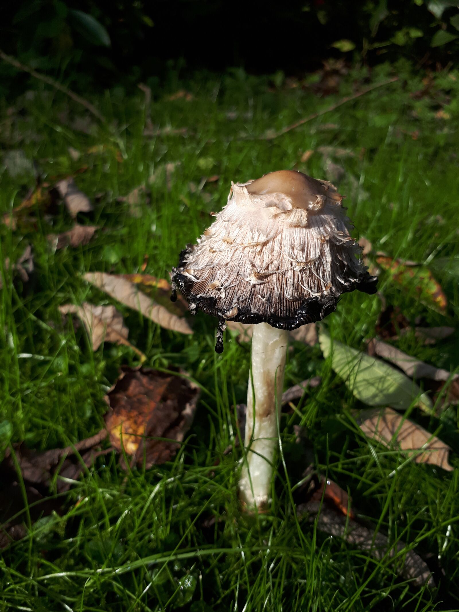 Samsung Galaxy A5(2017) sample photo. Mushroom, sun, autumn photography