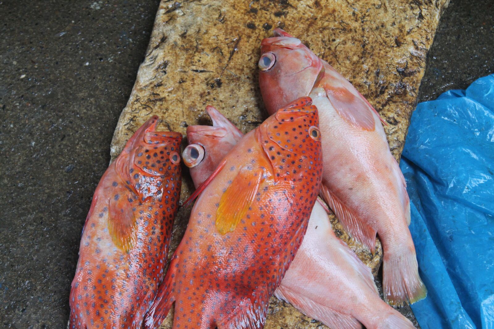 Canon EOS 1100D (EOS Rebel T3 / EOS Kiss X50) sample photo. Ocean, fish, fisherman photography
