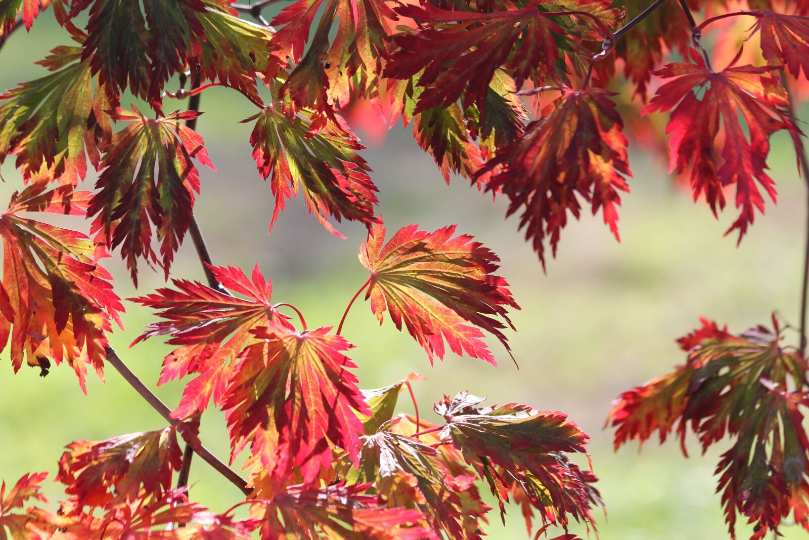 Canon EF 70-300mm F4-5.6 IS USM sample photo. Autumn leaves, fall, nature photography