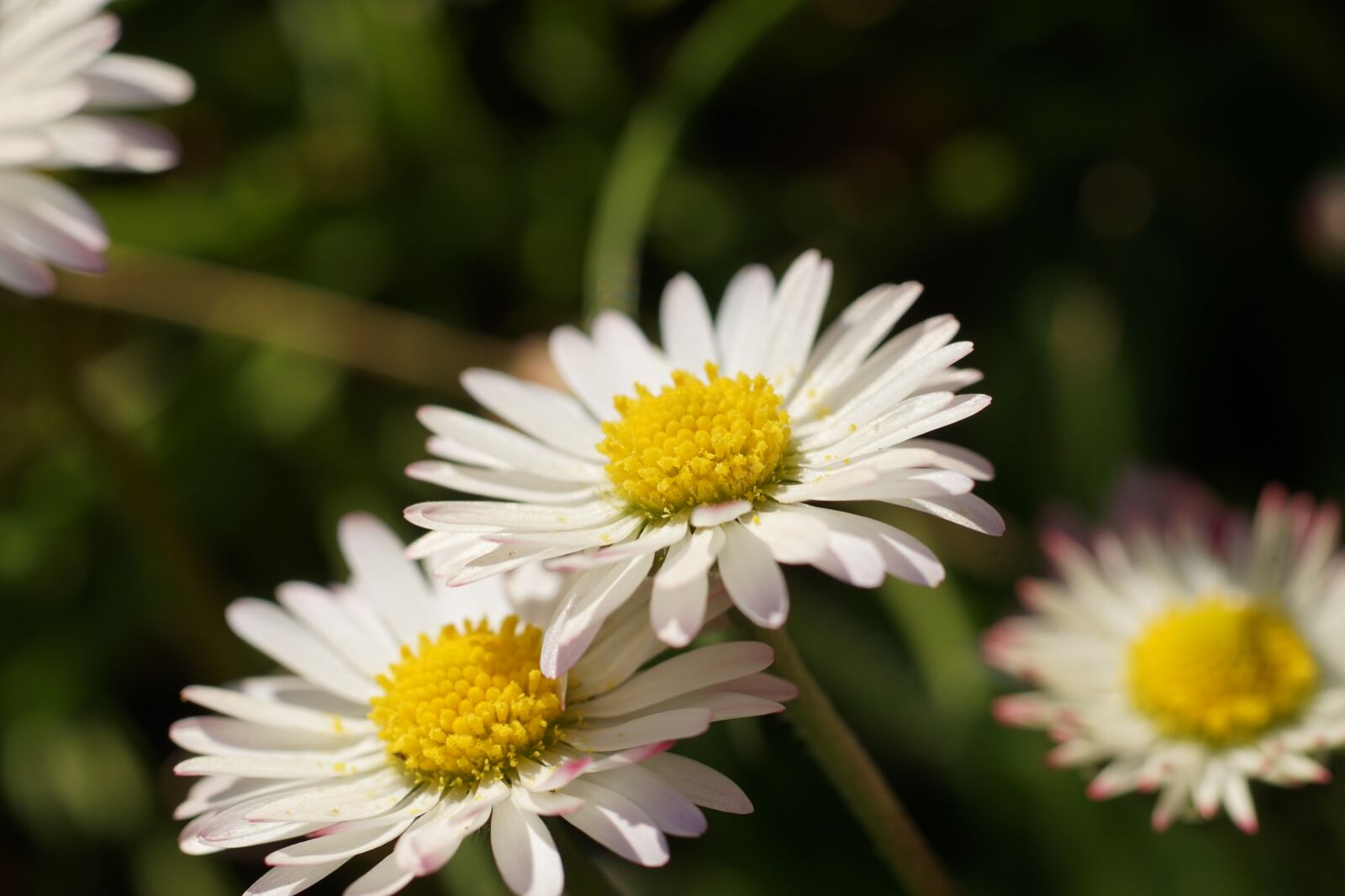 Sony a7 II + Tamron SP AF 90mm F2.8 Di Macro sample photo. Daisy, nature, meadow photography