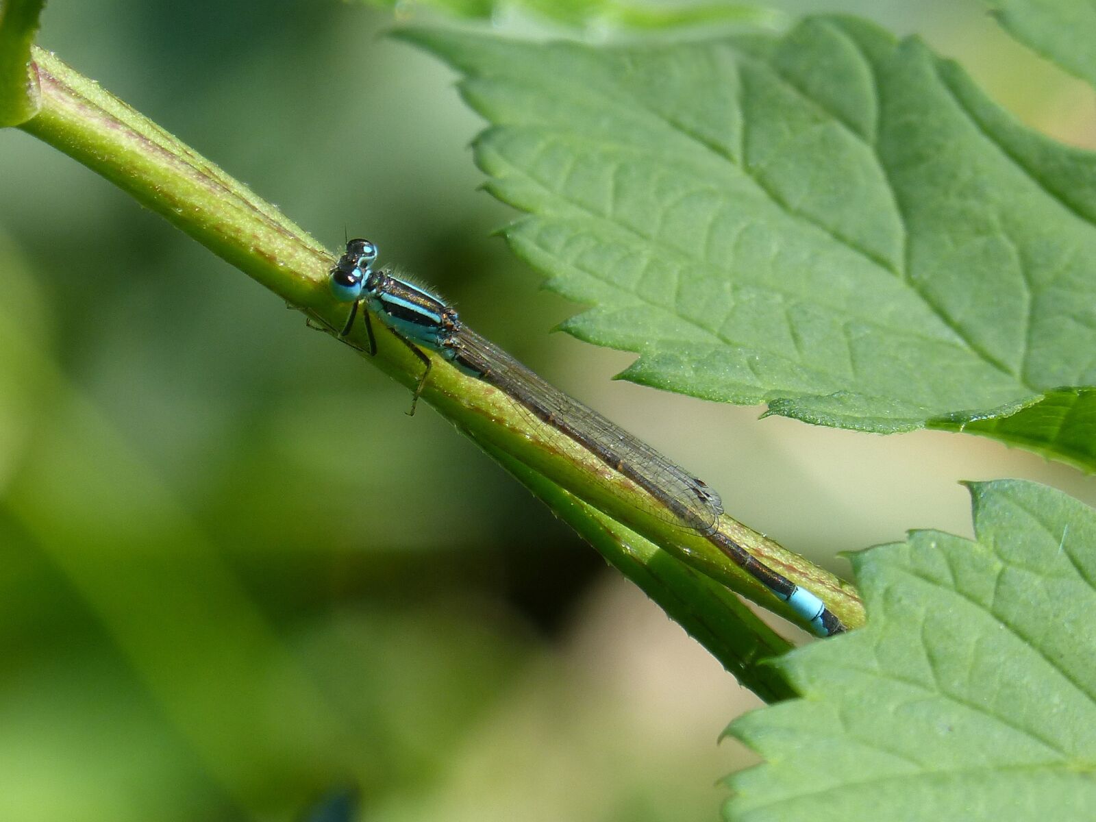 Panasonic DMC-FZ62 sample photo. Dragonfly, damselfly, ischnura elegans photography