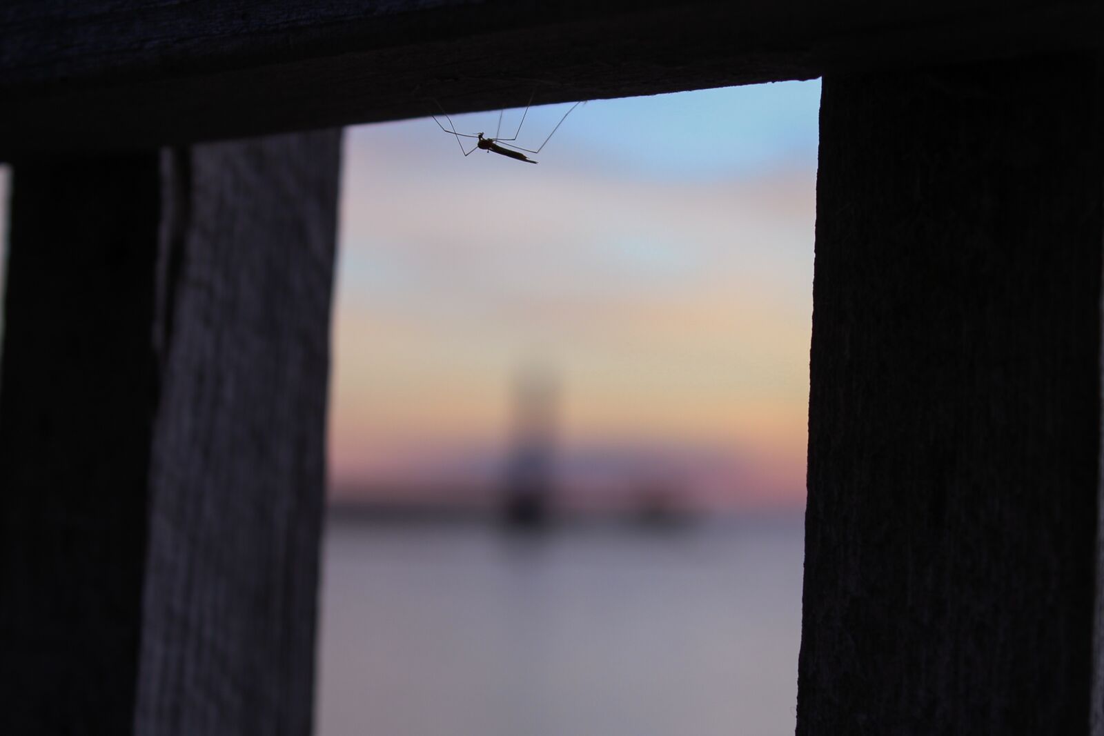 Canon EOS 600D (Rebel EOS T3i / EOS Kiss X5) sample photo. Bug, sunrise, bugs photography