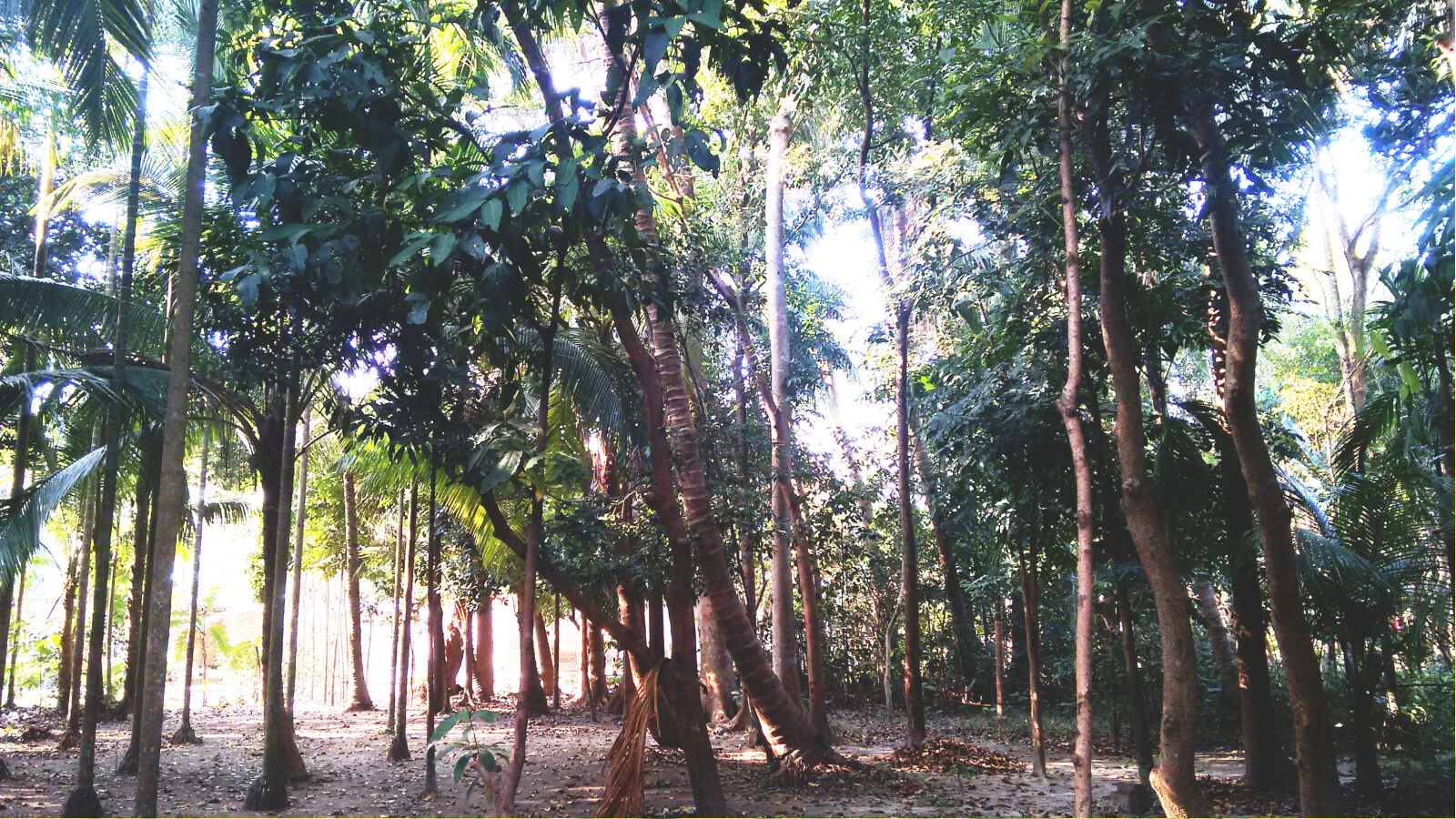 Motorola Moto G (2nd Gen) sample photo. Forest, garden, green, forest photography