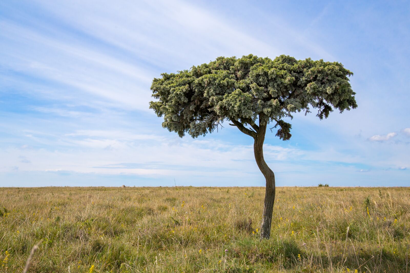 Canon EOS 6D sample photo. Tree, gotland, himmel photography