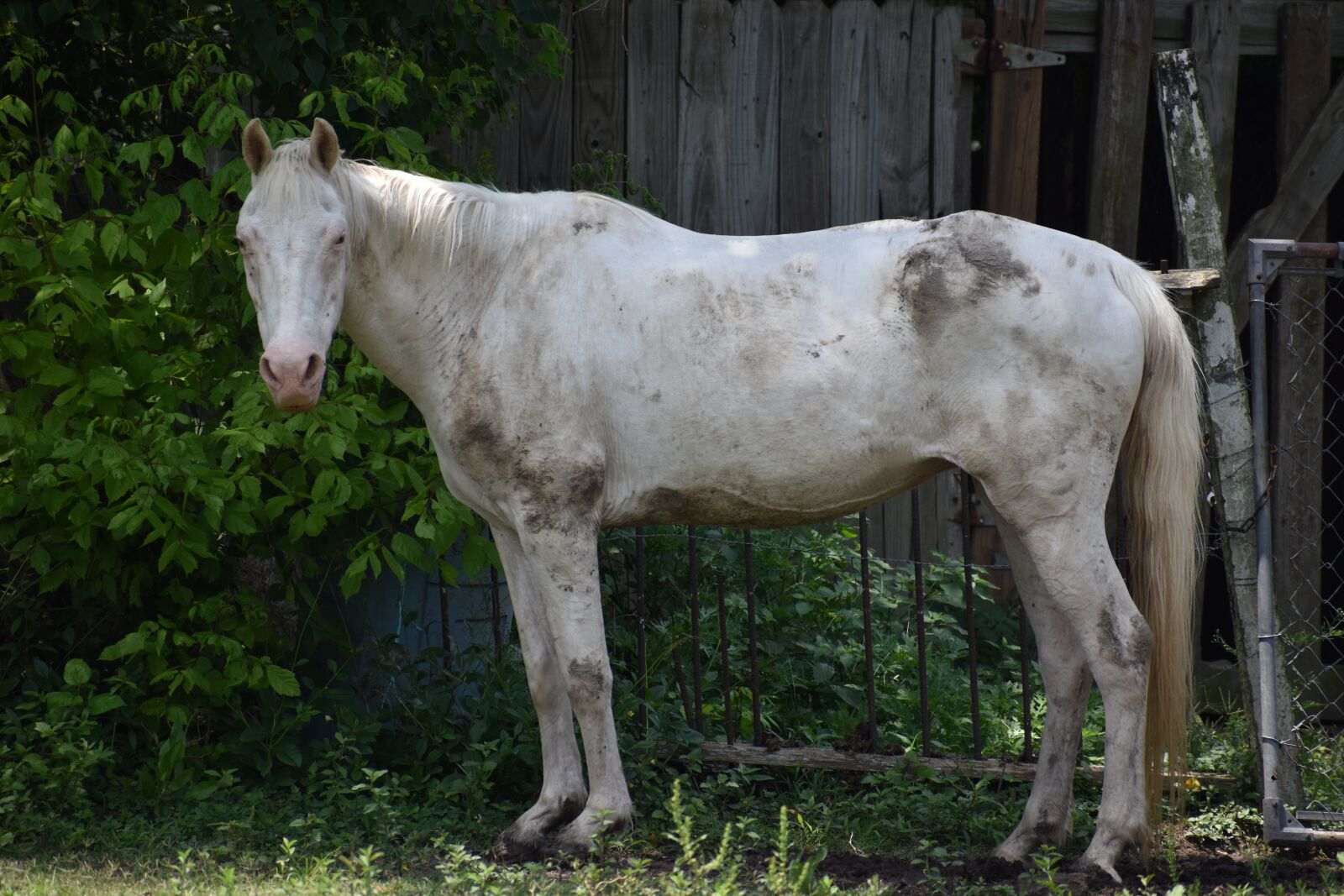Nikon D3500 sample photo. Albino, stallion, female horse photography