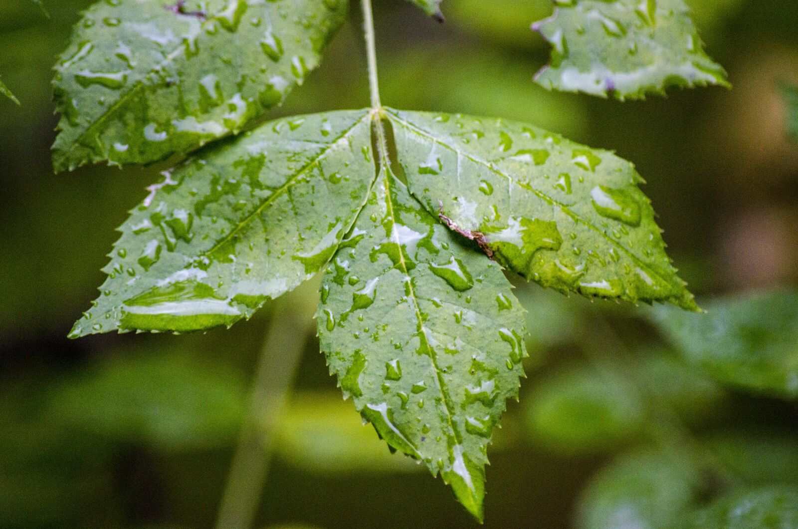 Nikon D7000 sample photo. Sheet, nature, leaves photography
