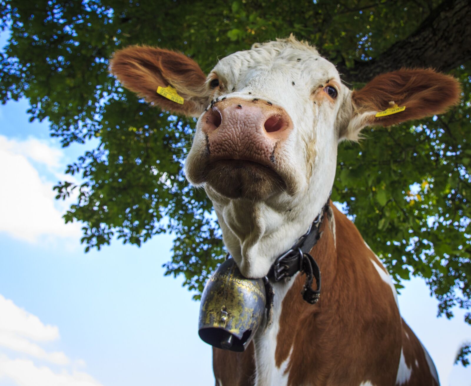 Canon EOS 650D (EOS Rebel T4i / EOS Kiss X6i) sample photo. Cows, farm, beef photography