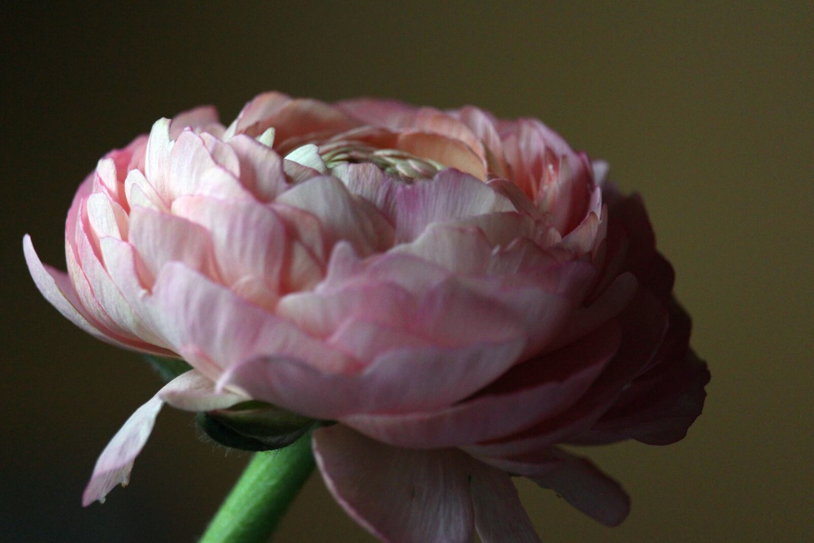 Canon EF-S 55-250mm F4-5.6 IS STM sample photo. Ranunculus, spring flower, flower photography