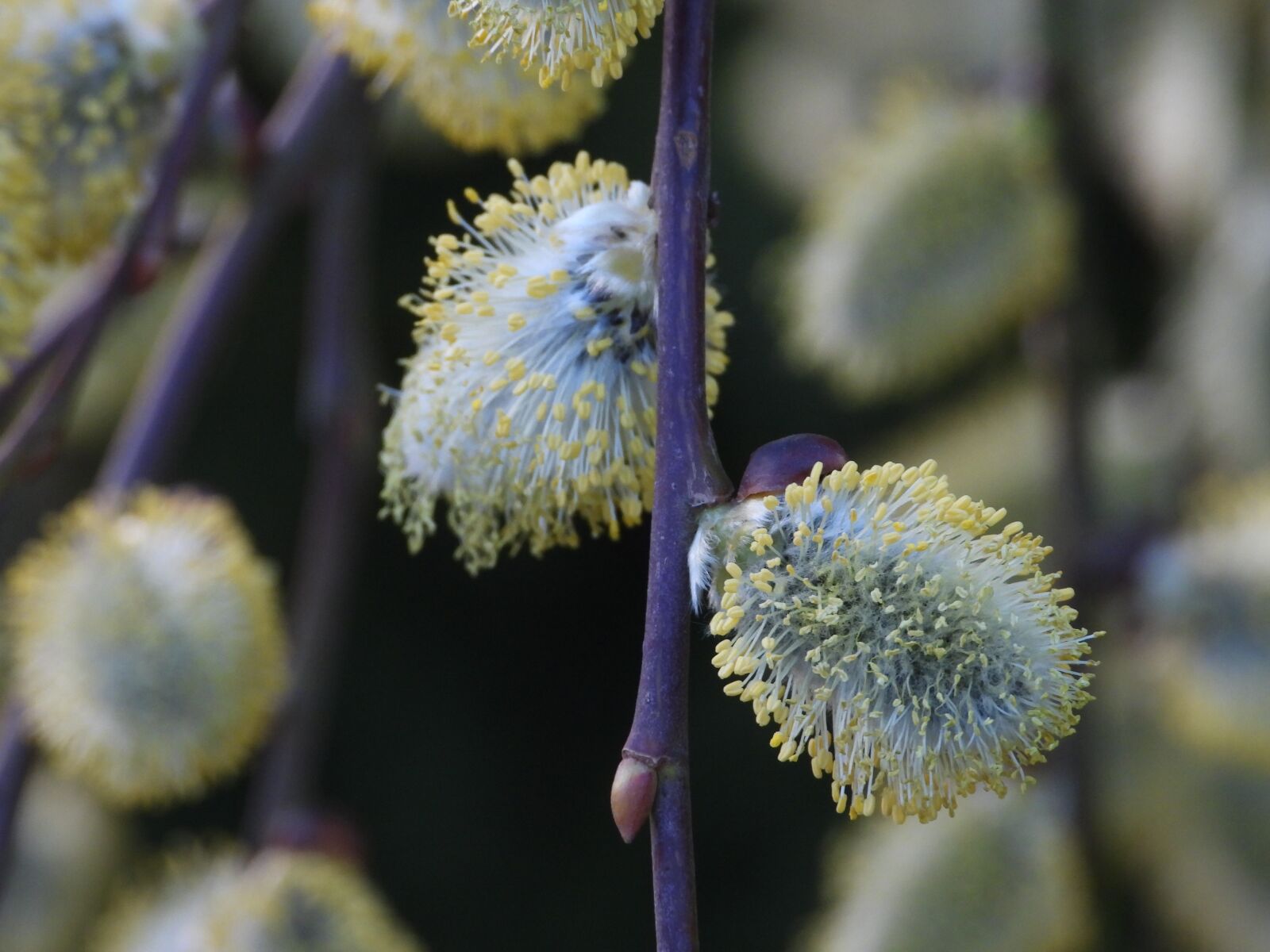 Nikon Coolpix P1000 sample photo. Willow, the basis of photography