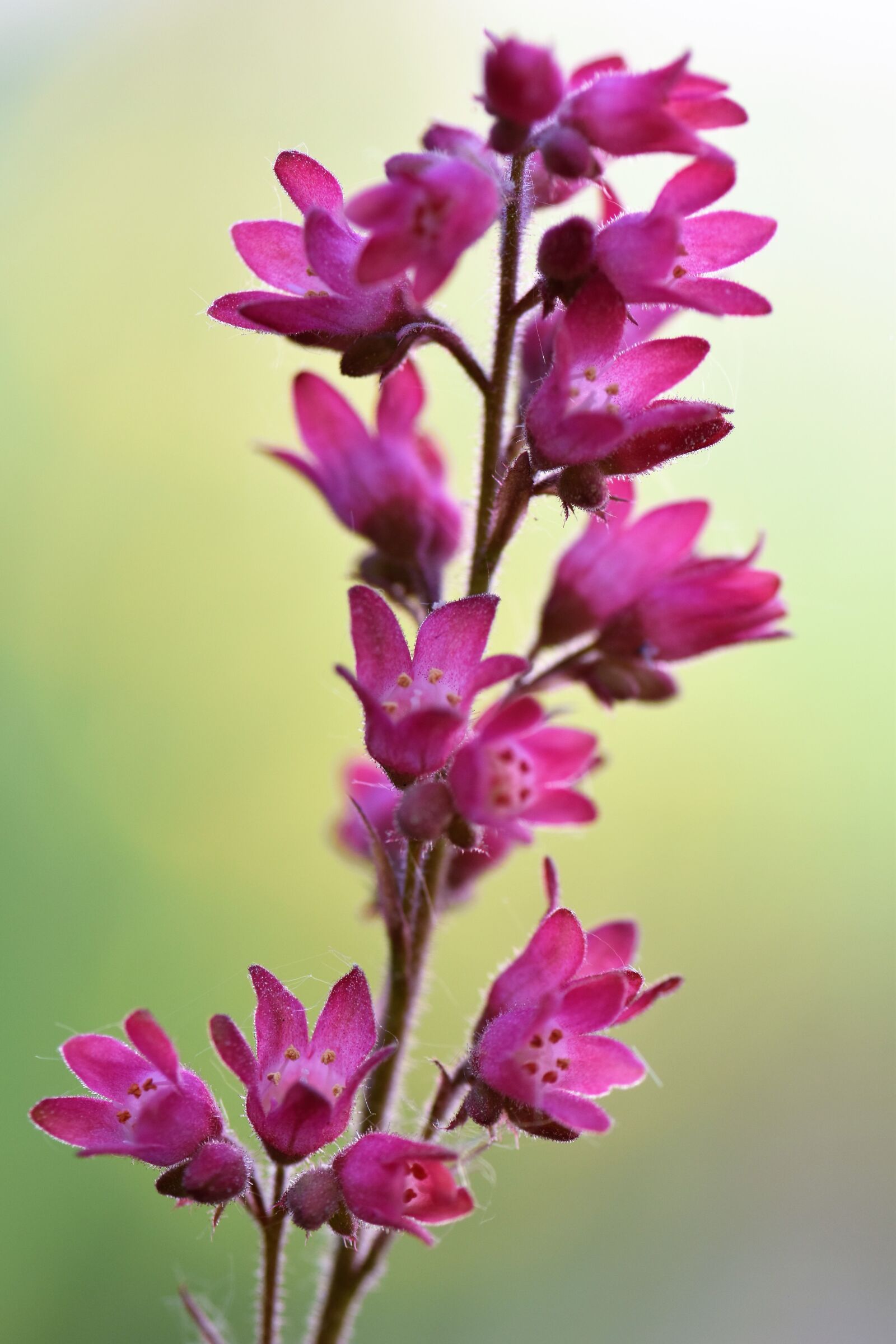 Nikon D5500 sample photo. Pond flower, flower, blossom photography