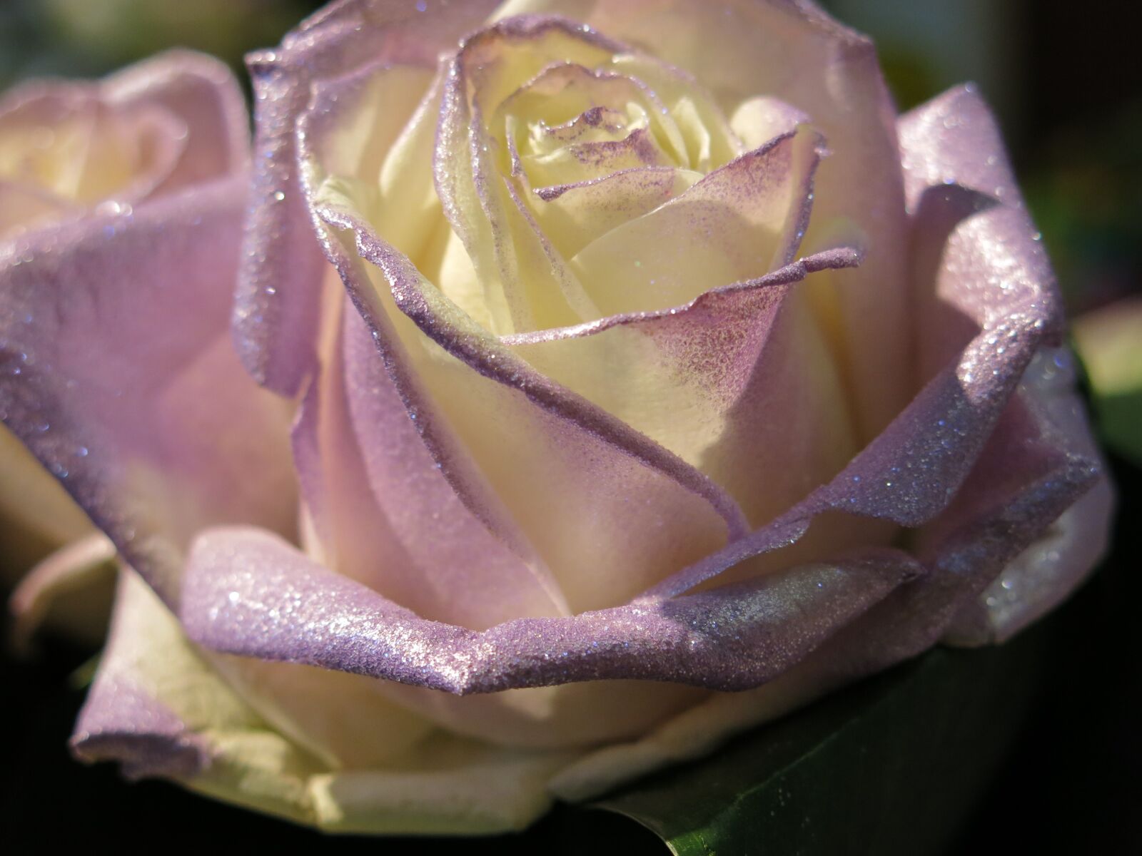 Canon PowerShot G15 sample photo. Rose, white, lilac photography