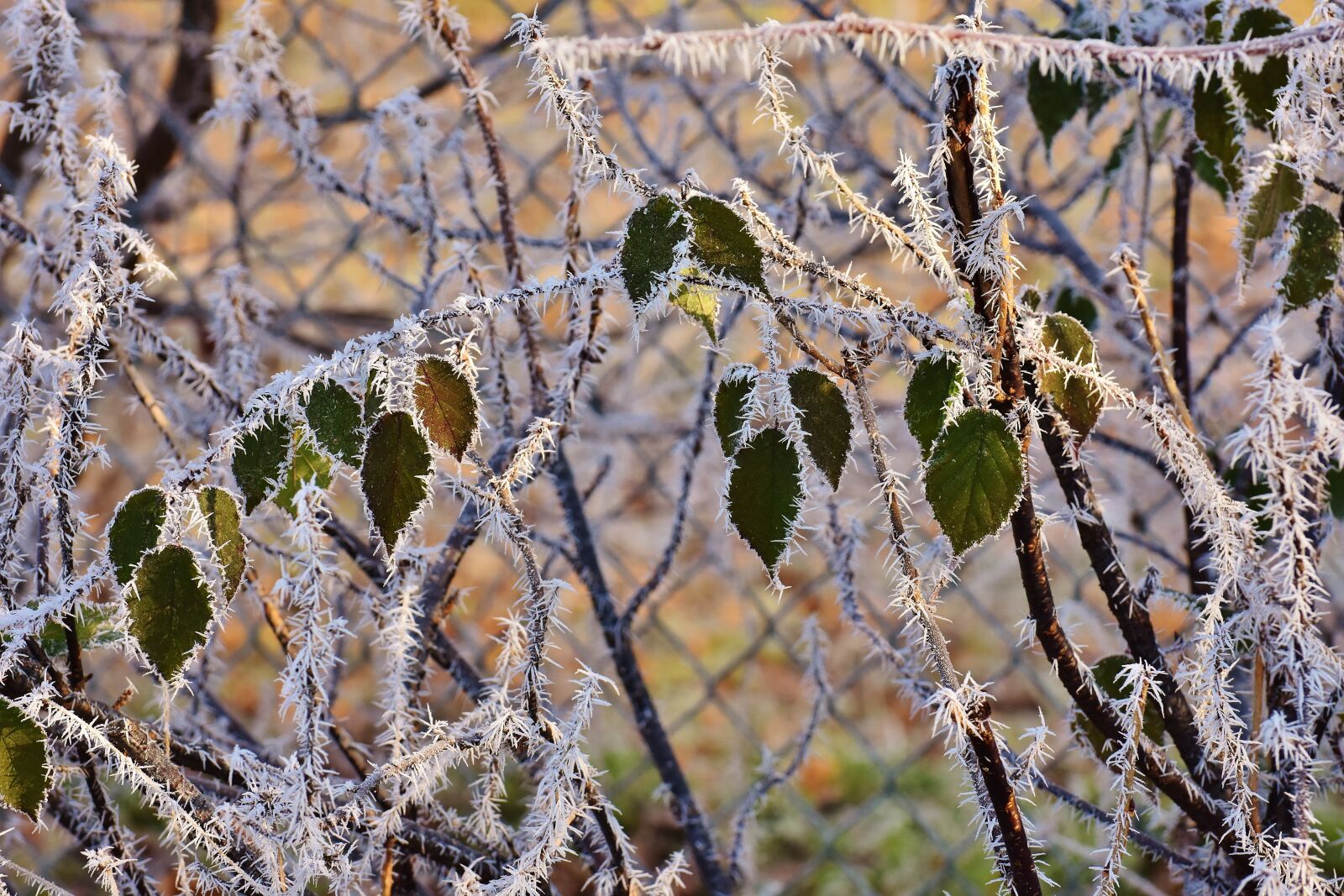 Nikon D7200 sample photo. Leaves, winter, frost photography