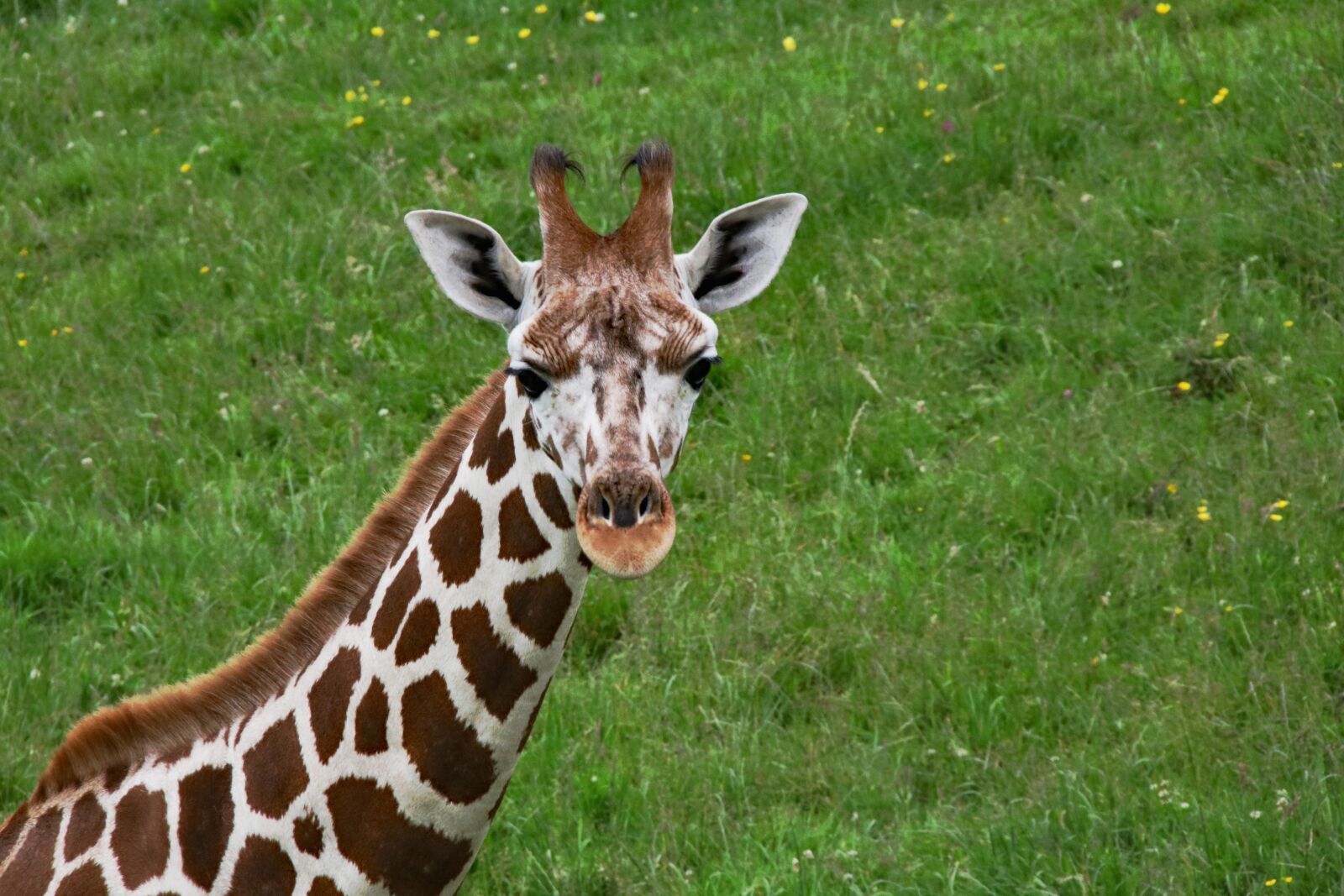 Canon EOS 760D (EOS Rebel T6s / EOS 8000D) sample photo. Baby giraffe, long neck photography