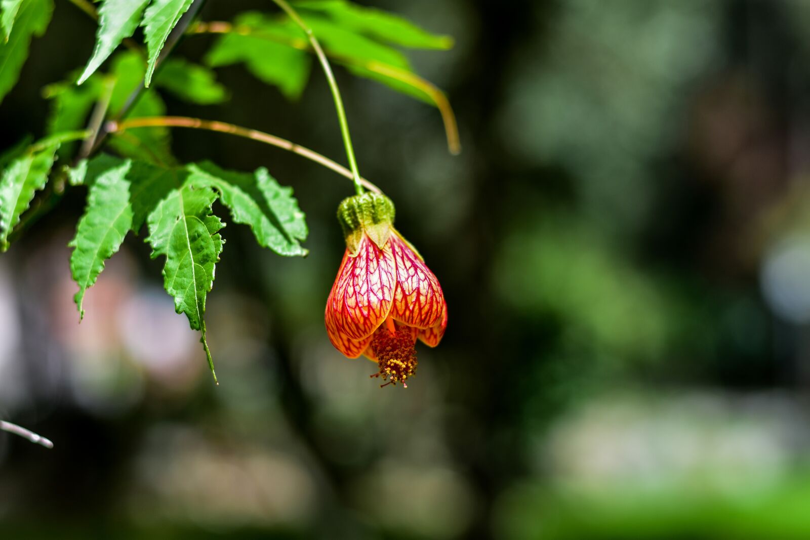 Nikon D3400 sample photo. Flower, beauty, plant photography