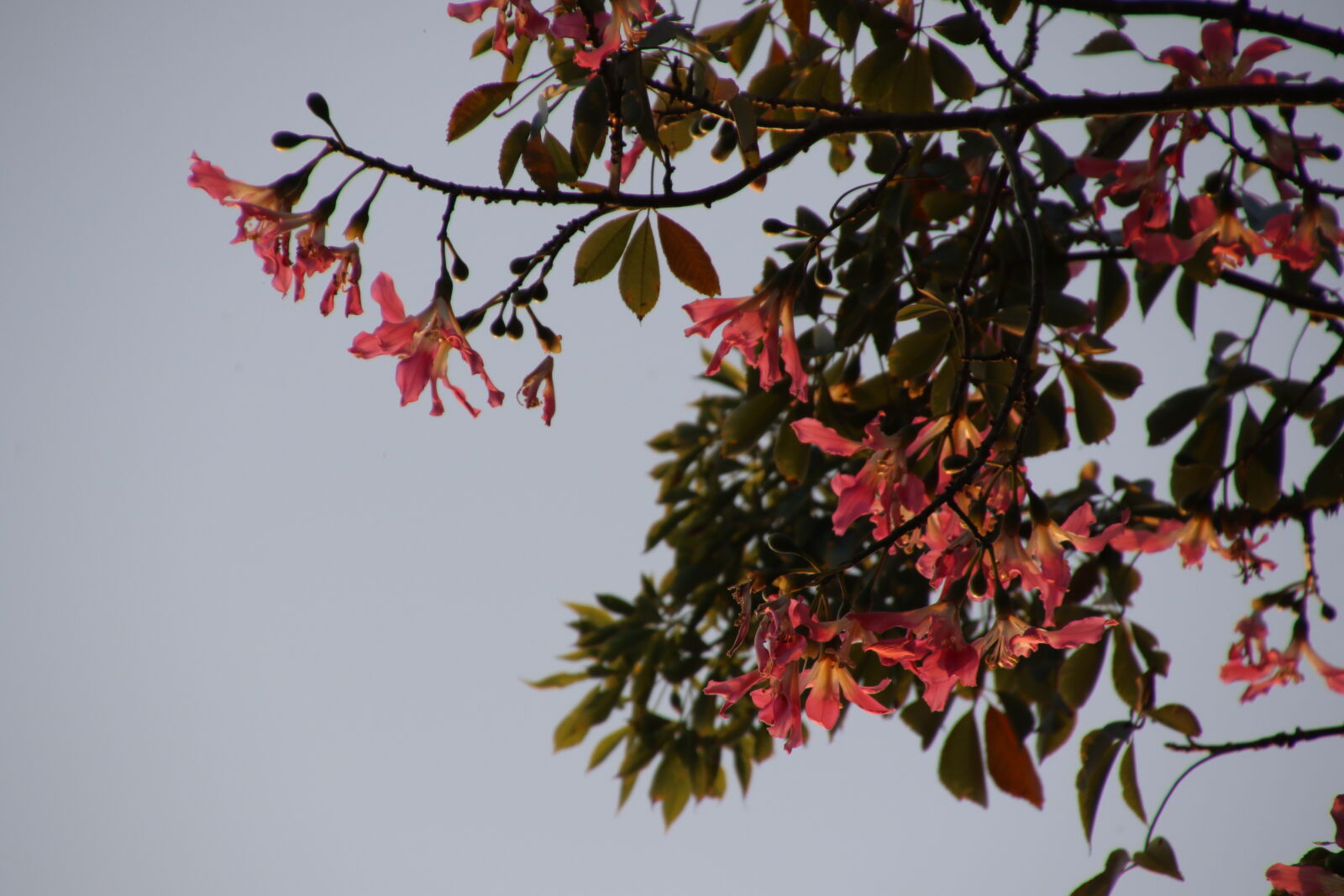 Canon EOS 7D Mark II sample photo. Autumn, clouds, flowers, garden photography