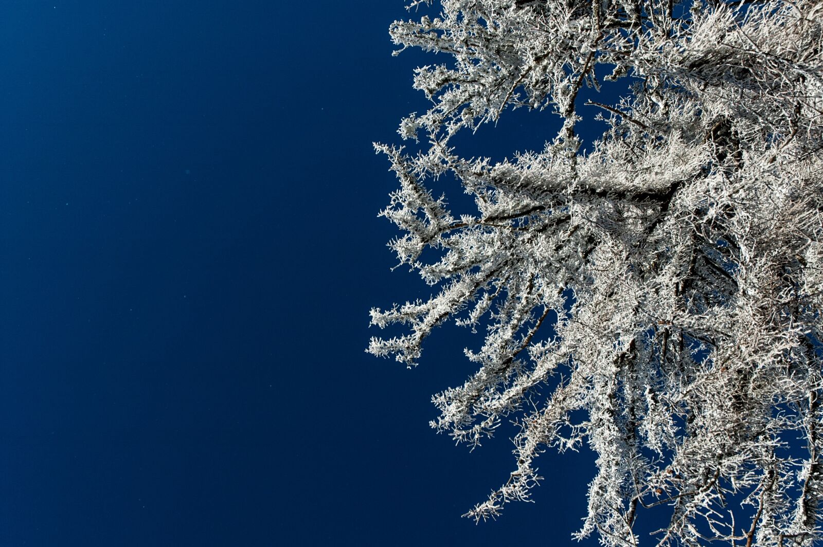 Nikon D70 sample photo. Trees, snow, trees frosted photography
