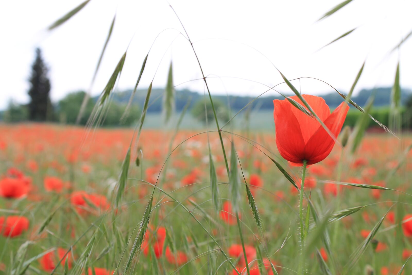 Canon EOS 1100D (EOS Rebel T3 / EOS Kiss X50) sample photo. Klatschmohn, poppy, flower photography