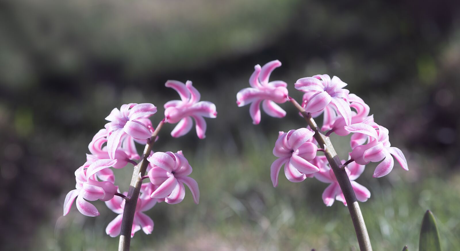 Nikon D750 sample photo. Hyacinth, pink, pink hyacinths photography