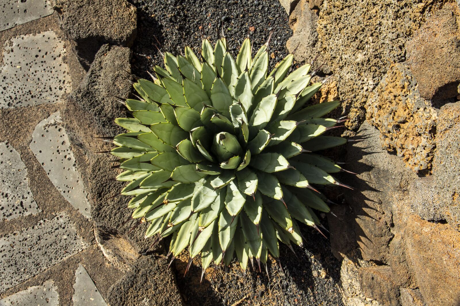 Canon EOS 650D (EOS Rebel T4i / EOS Kiss X6i) sample photo. Cactus, lanzarote, canary photography