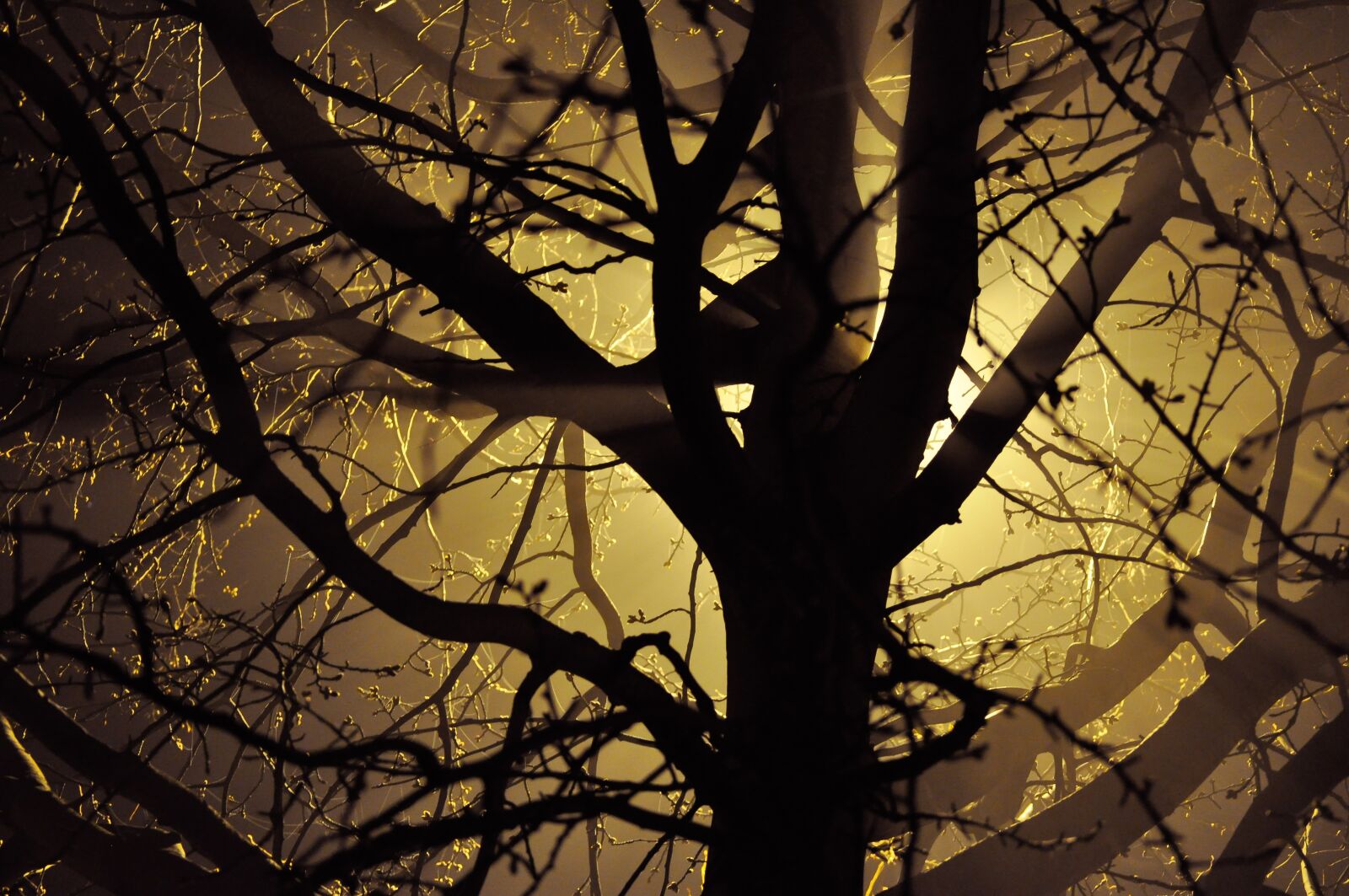 Nikon D5000 sample photo. Branches, light, silhouette photography