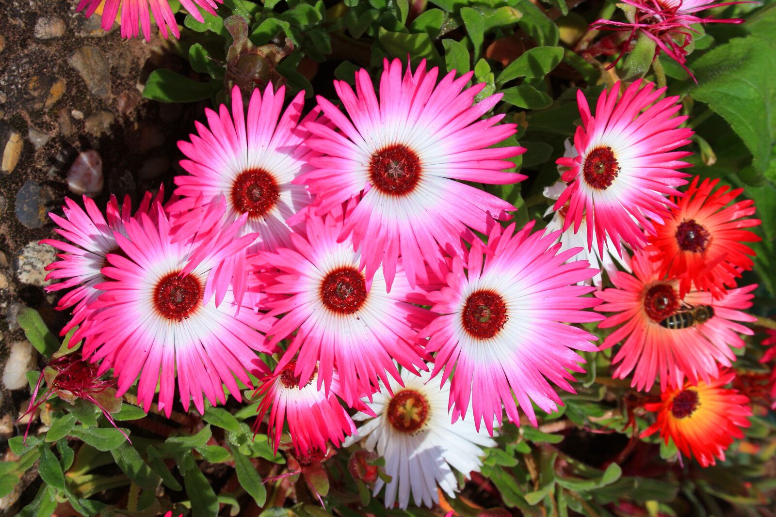 Canon EOS 1000D (EOS Digital Rebel XS / EOS Kiss F) sample photo. Flowers, colorful, color photography