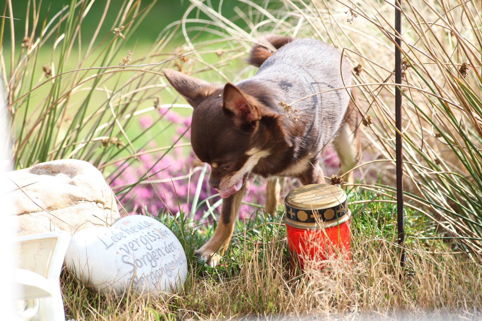 Canon EOS 5D Mark II sample photo. Dog, grass, chihuahua photography