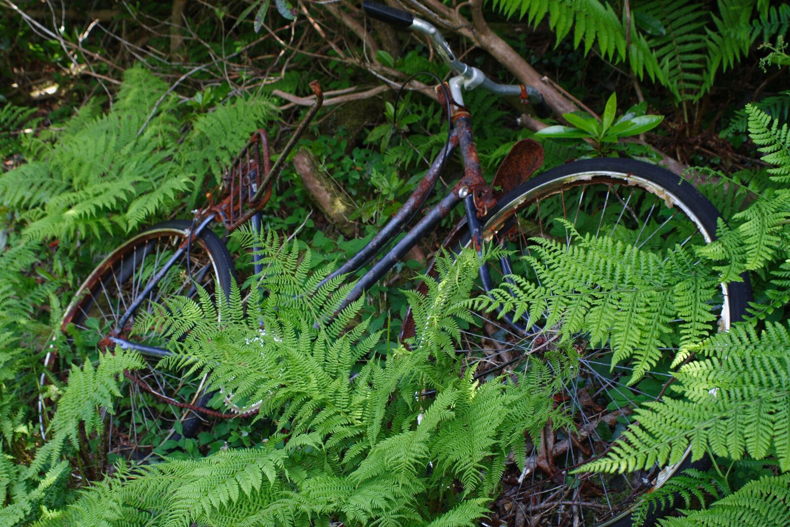 Canon EOS 350D (EOS Digital Rebel XT / EOS Kiss Digital N) sample photo. Old, bicycle, vintage photography