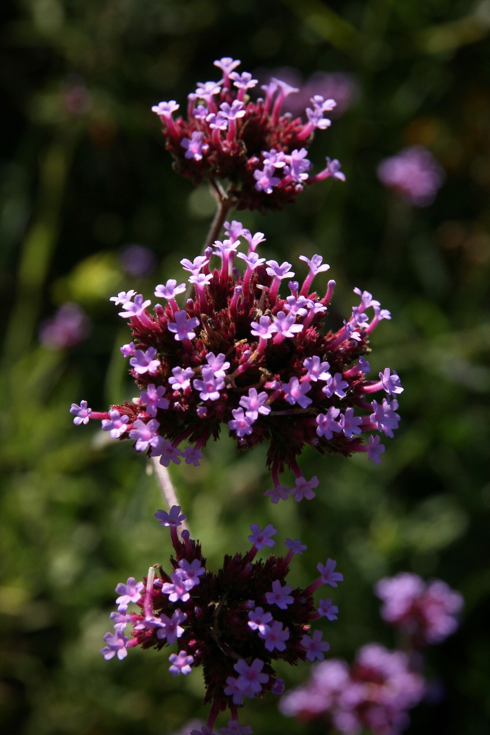 Canon EOS 400D (EOS Digital Rebel XTi / EOS Kiss Digital X) sample photo. Wildflowers, pink, purple photography