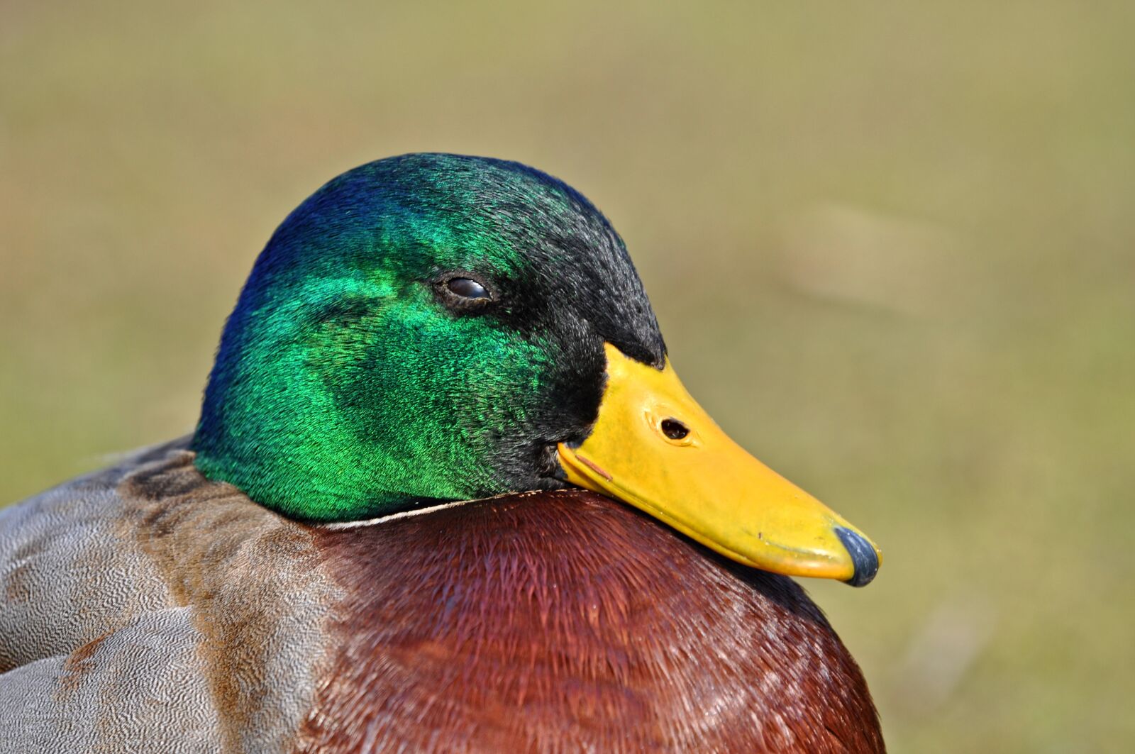 Nikon D90 sample photo. Duck, mallard, drake photography