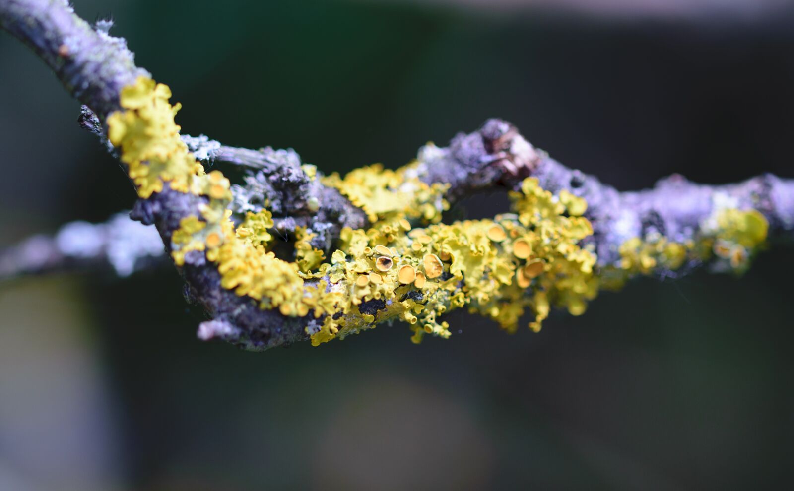 Nikon D5300 sample photo. Closeup, tree, lichen photography