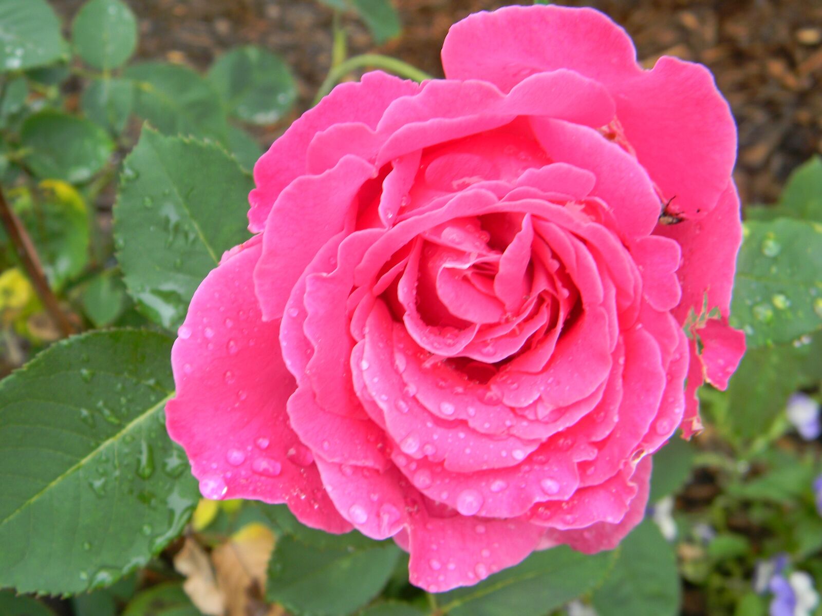 Nikon Coolpix L110 sample photo. Roses, garden, nature photography