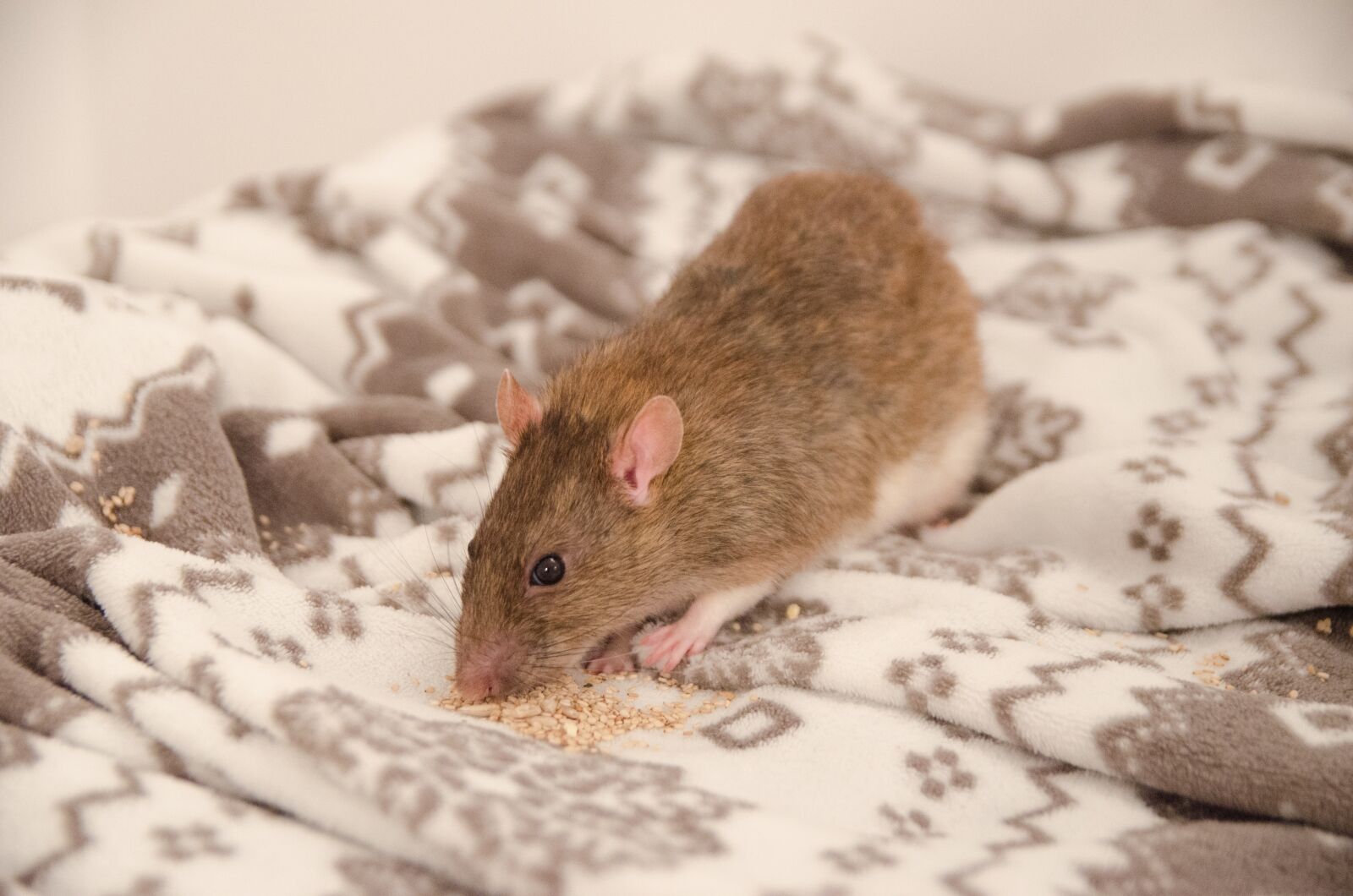 Nikon D5100 sample photo. Rat, animal, nice photography