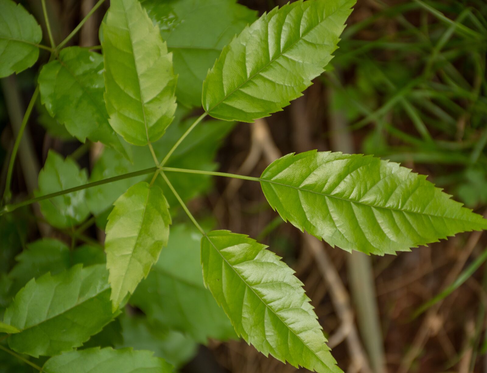 Nikon D7200 sample photo. Leaf, plant, nature photography