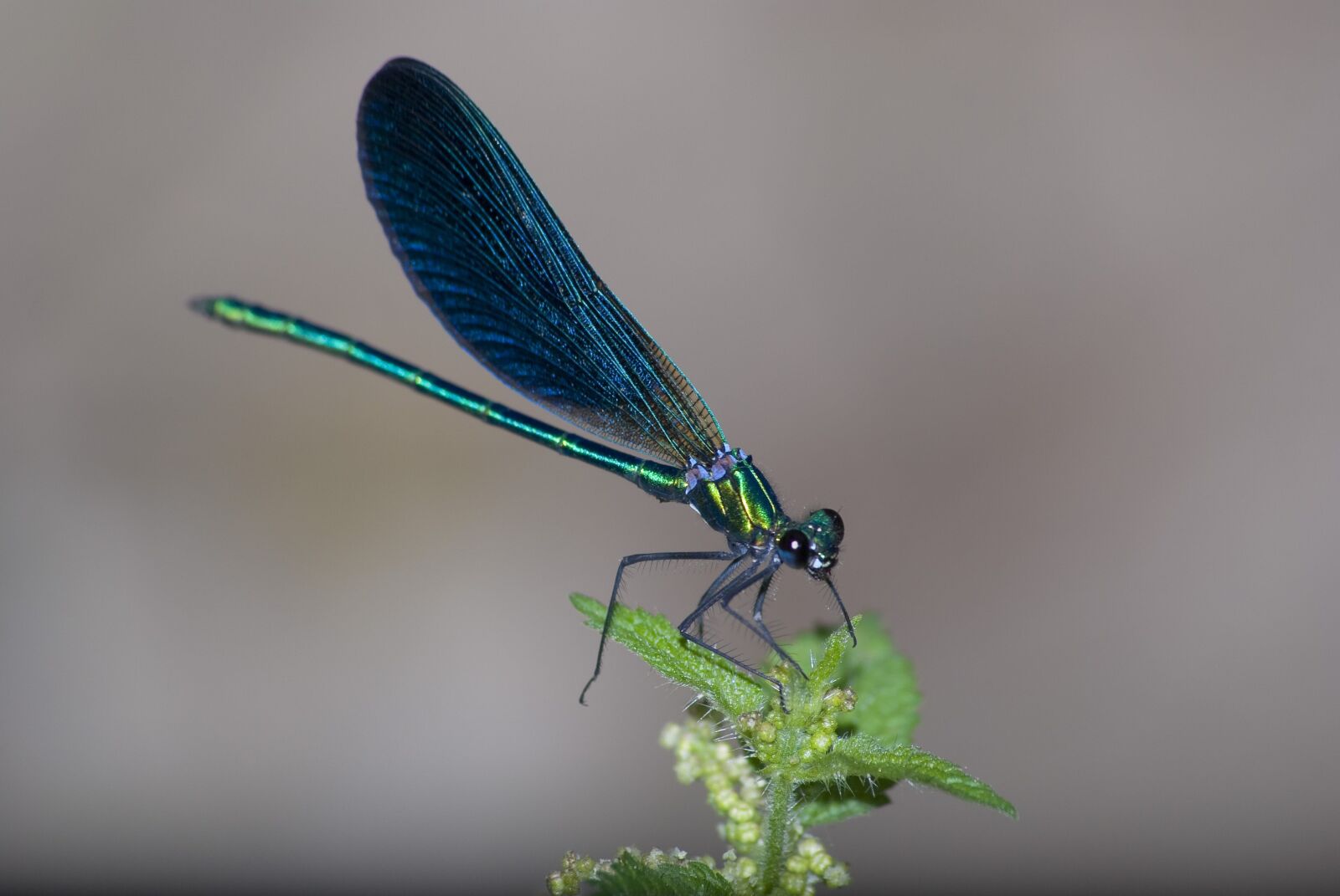 Nikon D80 sample photo. Caballito, devil, insect photography