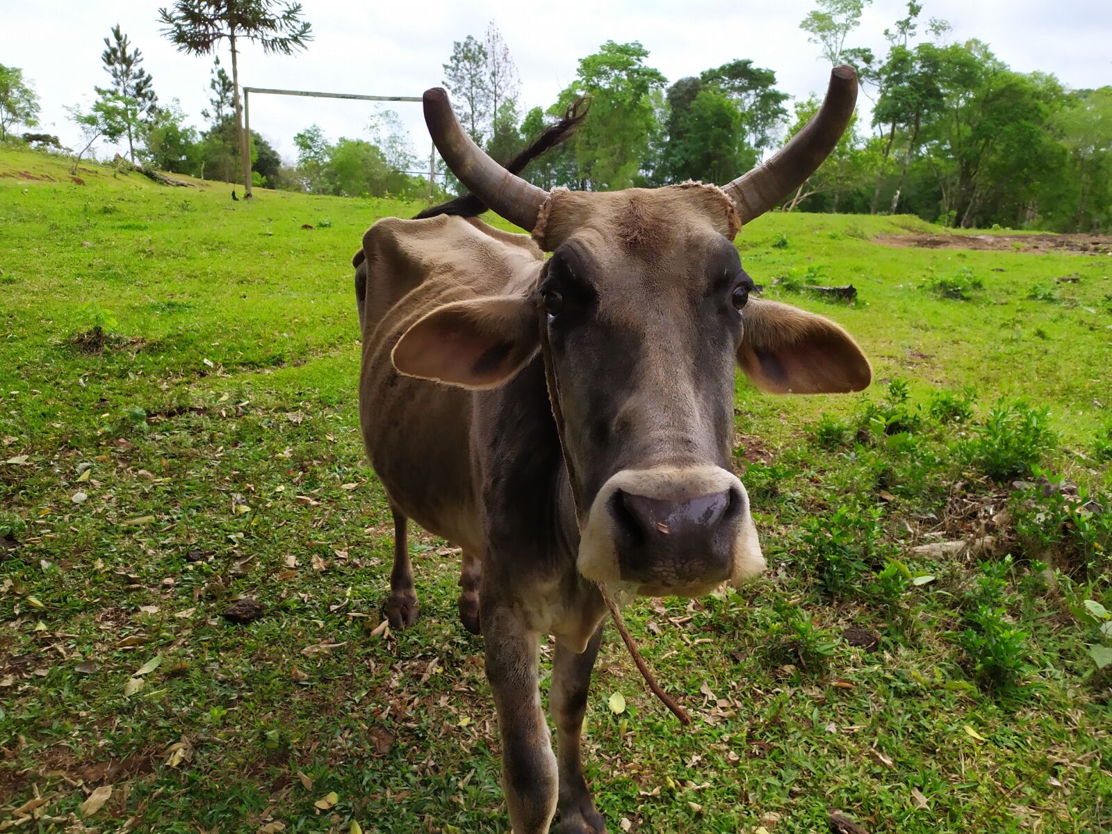 Xiaomi Redmi Note 7 sample photo. Cows, livestock, animals photography