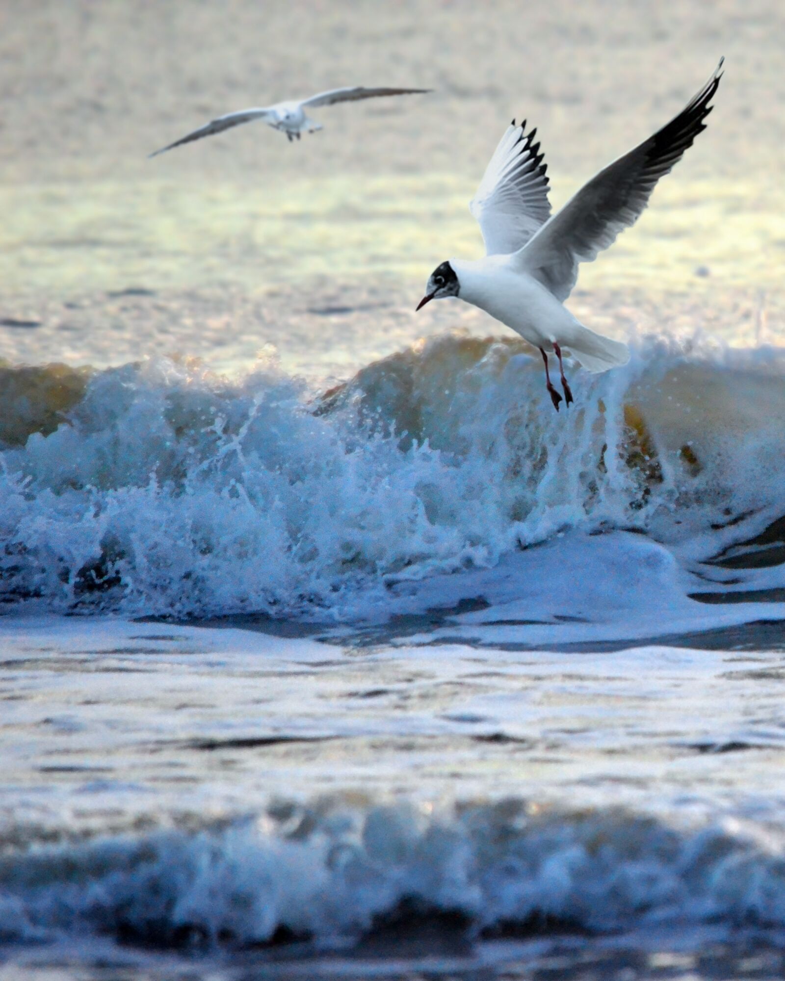 Nikon D7000 sample photo. Sea, ocean, bird photography