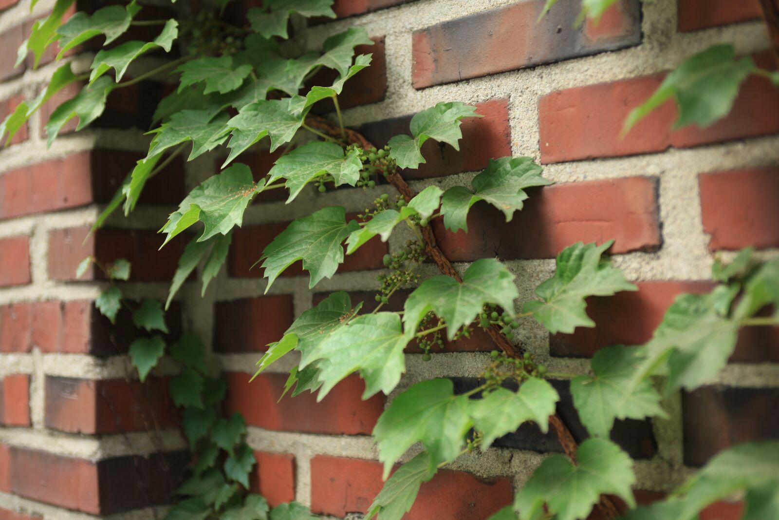 Canon EOS 5D Mark II sample photo. Vine, ivy, wall photography