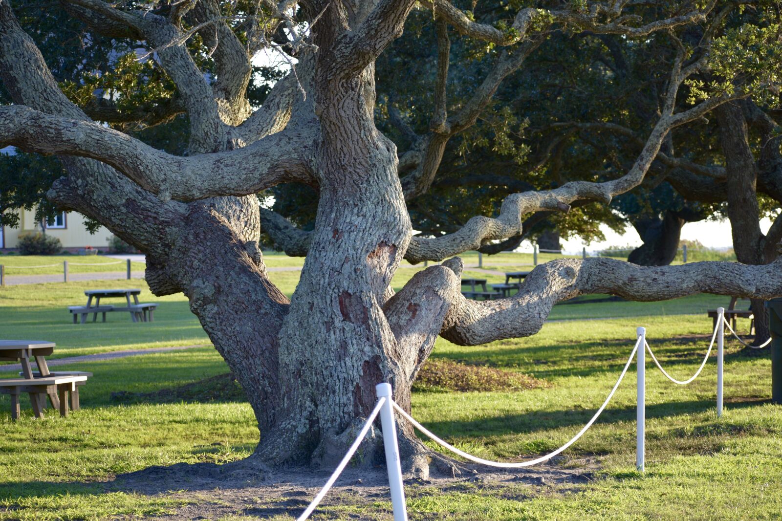 Nikon D3400 sample photo. Tree, park, nature photography