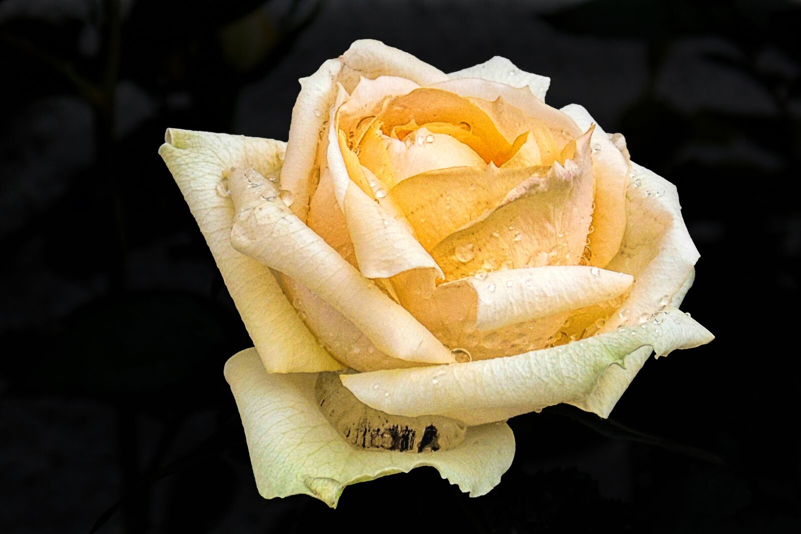 MEDION MD86827 sample photo. Rose, yellow, blossom photography
