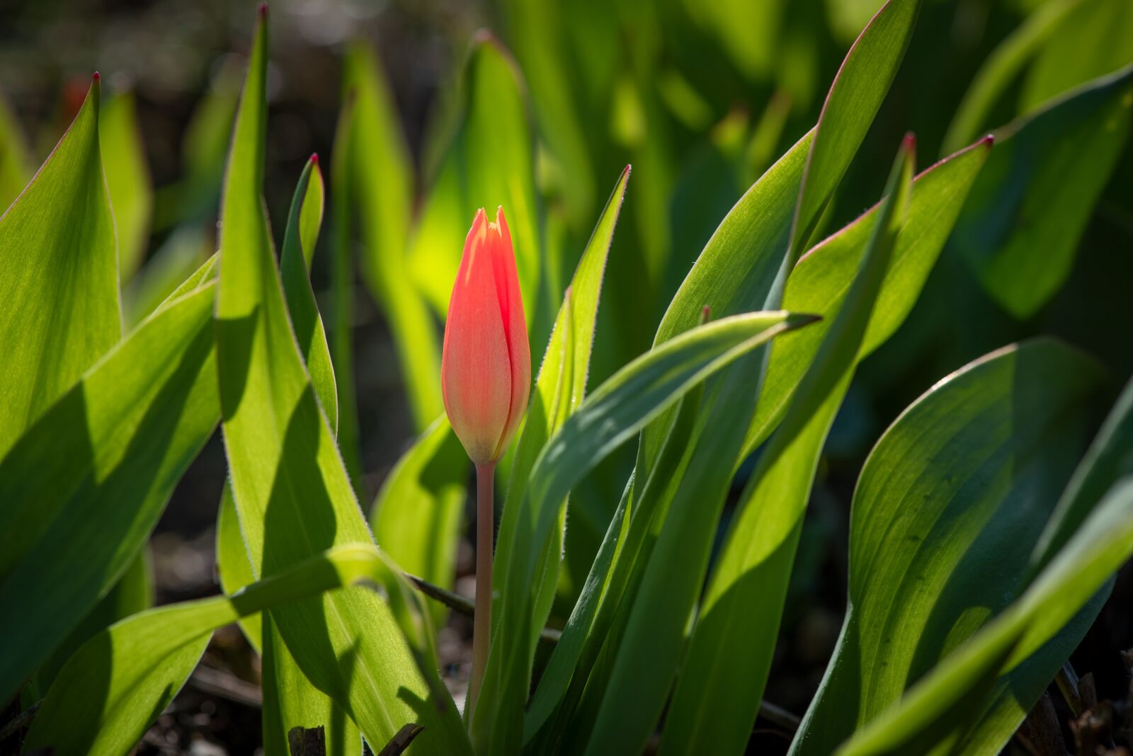 Nikon D750 sample photo. Tulip, small, red photography