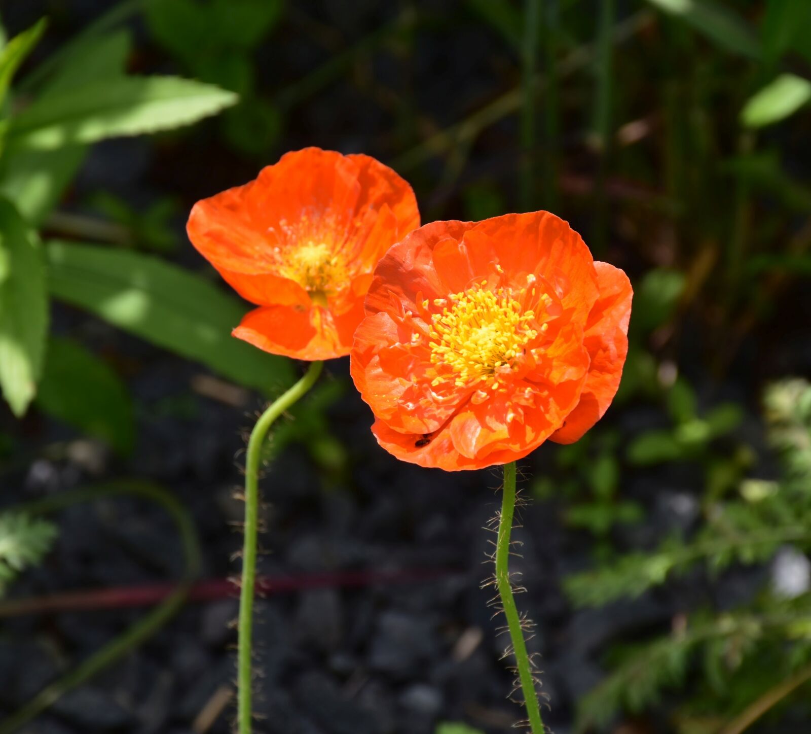 Nikon D7200 sample photo. Poppy, garden, orange photography