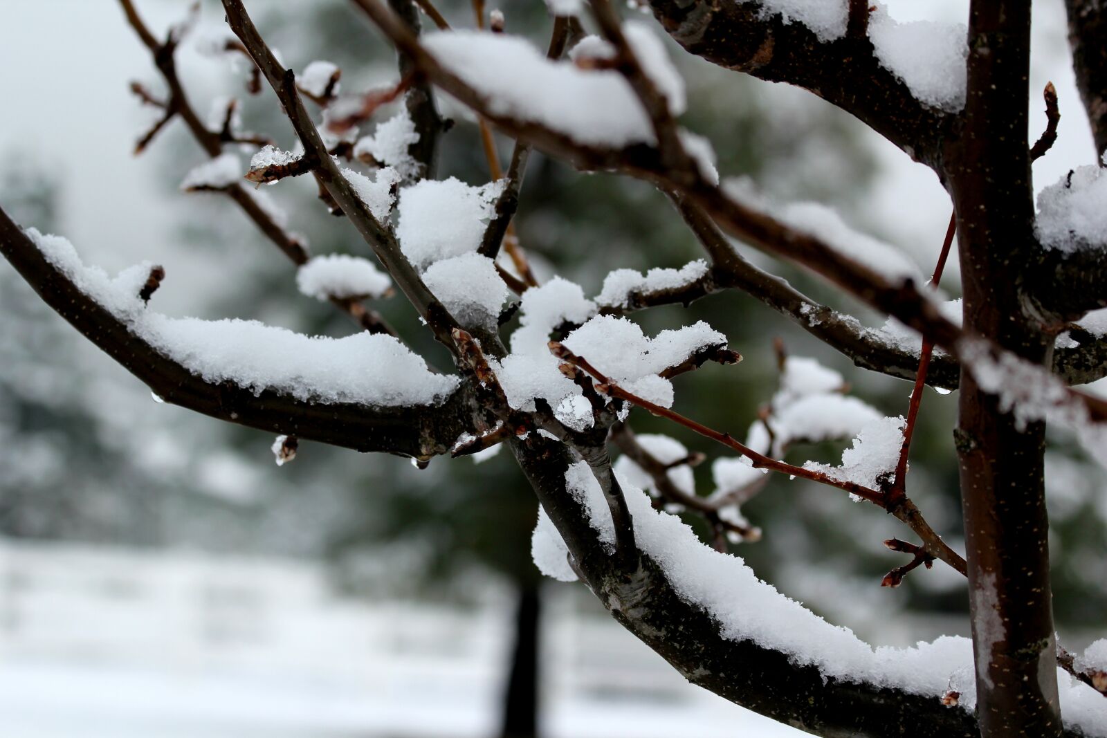 Canon EOS 550D (EOS Rebel T2i / EOS Kiss X4) sample photo. Tree, branch, snow photography