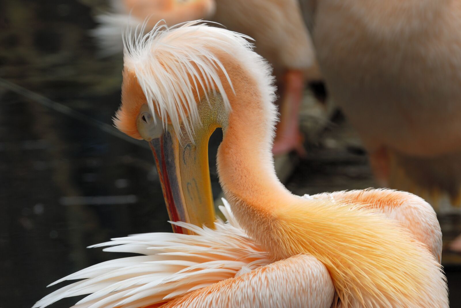 Nikon D200 sample photo. Artis, pelican, bird photography